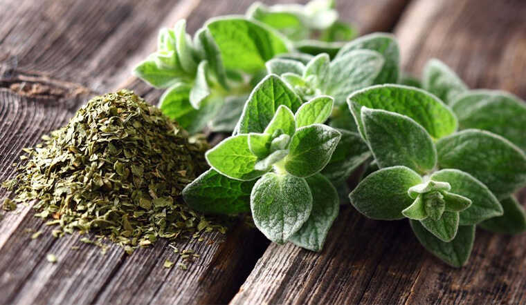 la oregano la gi cong dung va cach su dung la oregano 202201101245448838