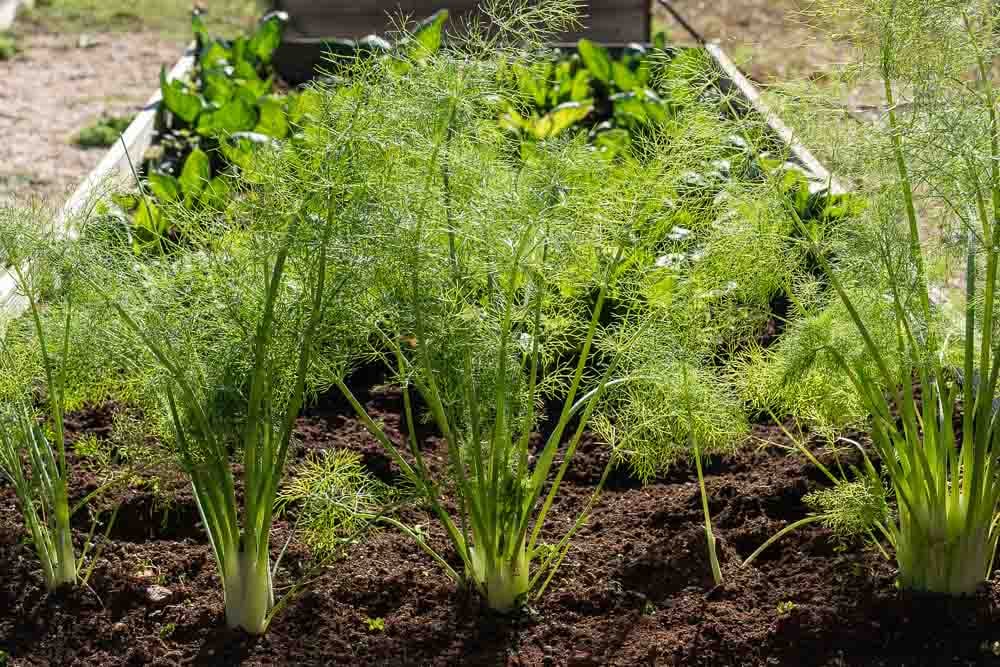 Αέρια στο έντερο: Τι δείχνουν για την υγεία μας – Ποιες οι αιτίες και πως να αντιμετωπίσουμε το πρόβλημα 2 mistikakipou marathos kalliergeia