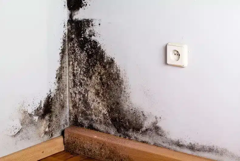 moisissure mur 2.jpg