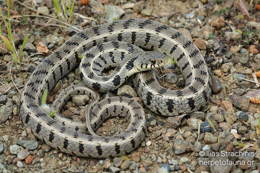 natrix natrix rhodes ilias strachinis © herpetofauna.gr 2012 5075 1