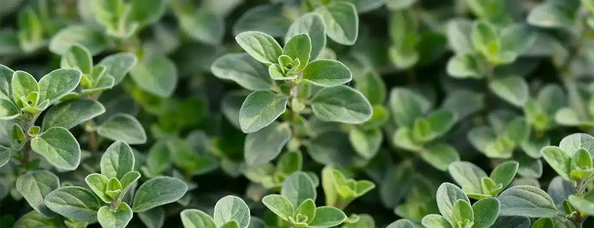 oregano fresh plant hero