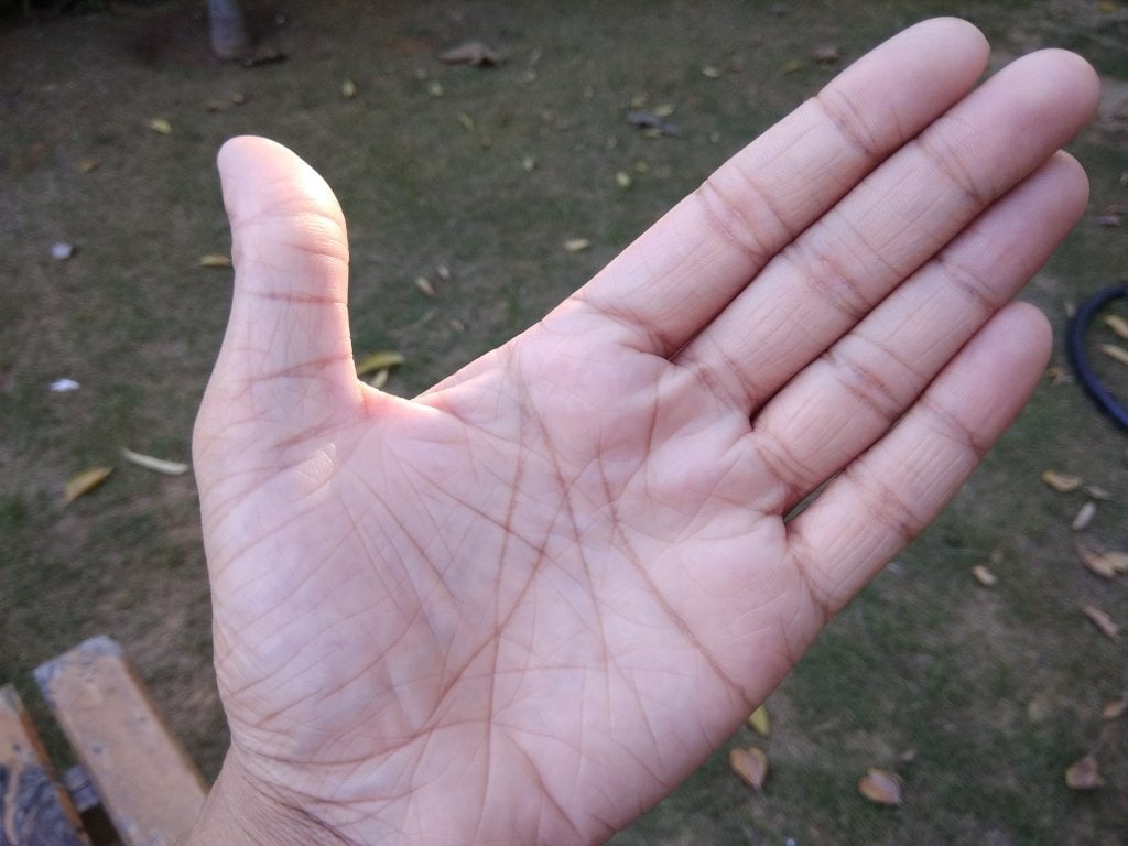 palm 03