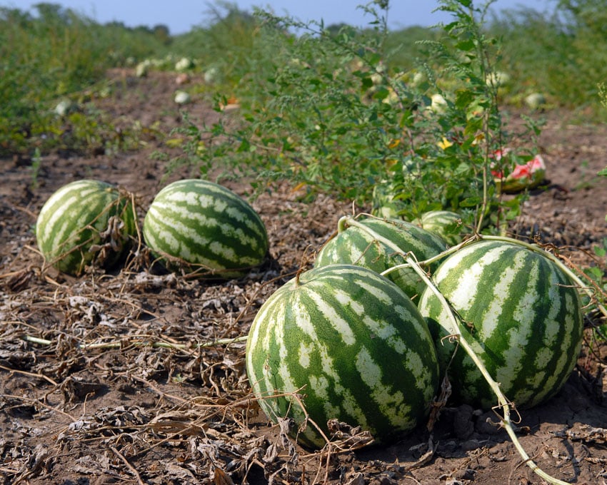pesticides watermelon dreamstime sergey zavalnyuk 11089614 850x680 1