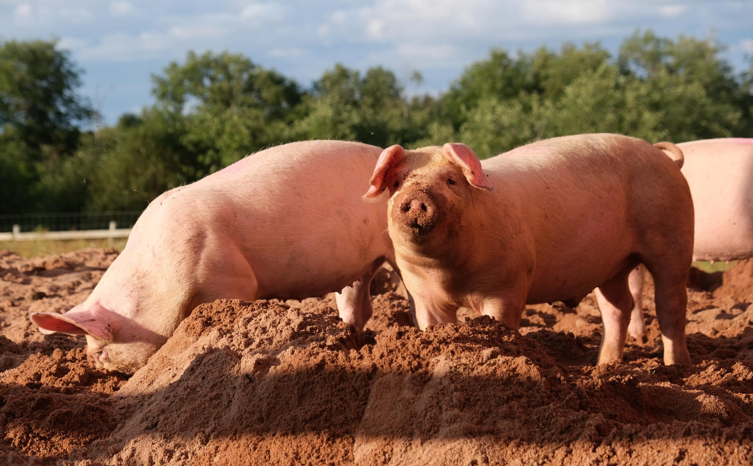 pig farm vampula 1 scaled