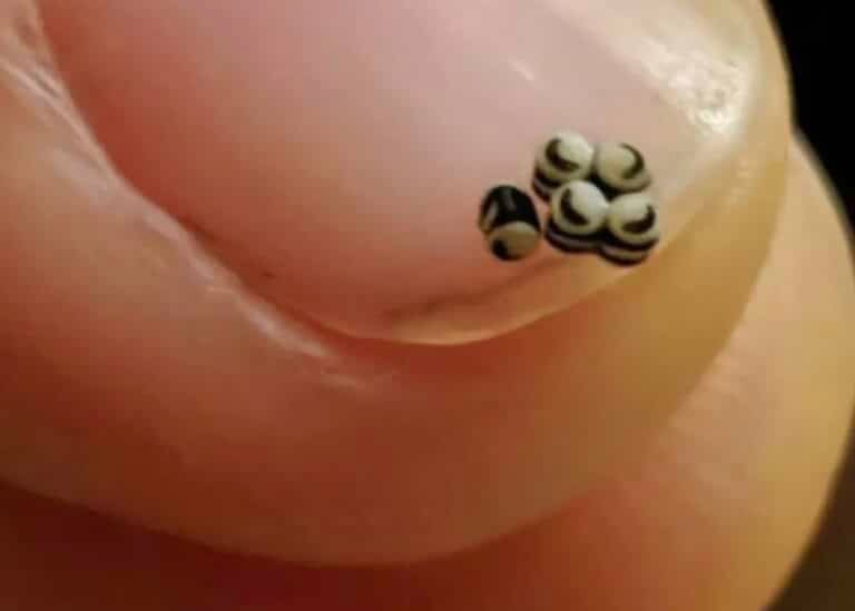 Παραγγείλαμε μια σαλάτα, αλλά υπήρχαν αuτά τα μικρά μαύρα στο φαγητό – Πήγαμε κατευθείαν στο νοσοκομείο