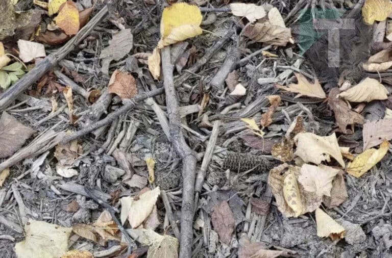 Μου πήρε 3 δευτερόλεπτα για να βρω το φίδι, εσένα;
