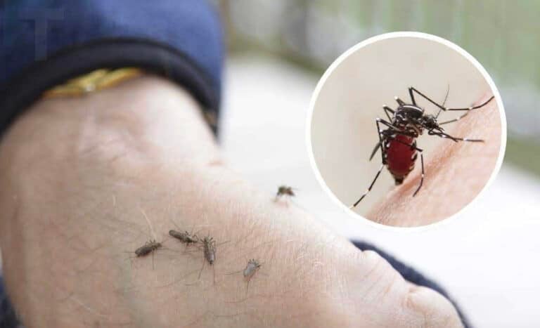 Αν τα κουνούπια έρχονται κατευθείαν σε εσάς, να τι πρέπει να ξέρετε 