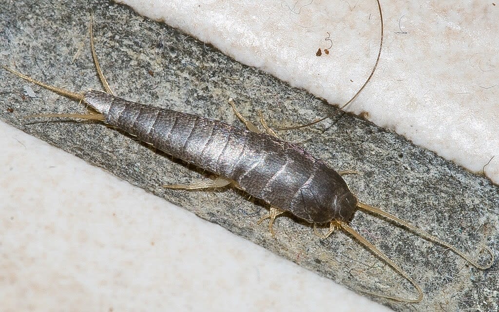 what are silverfish