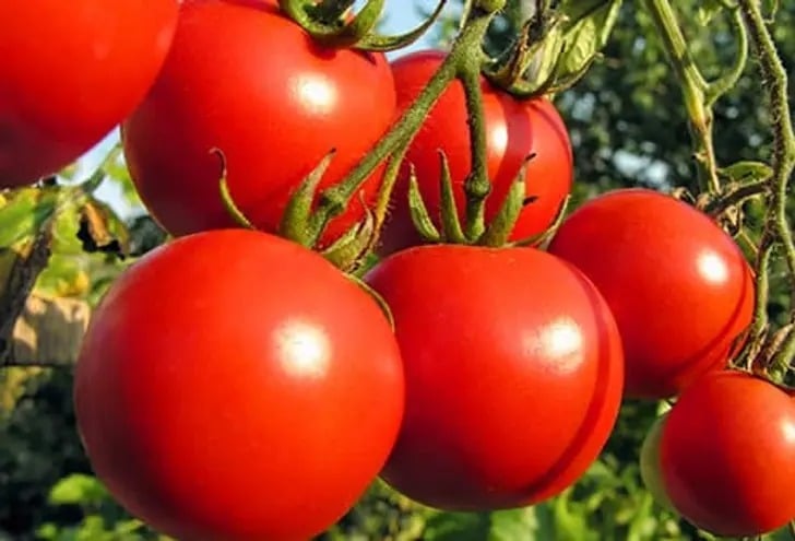 493ss thinkstock rf tomatoes rip