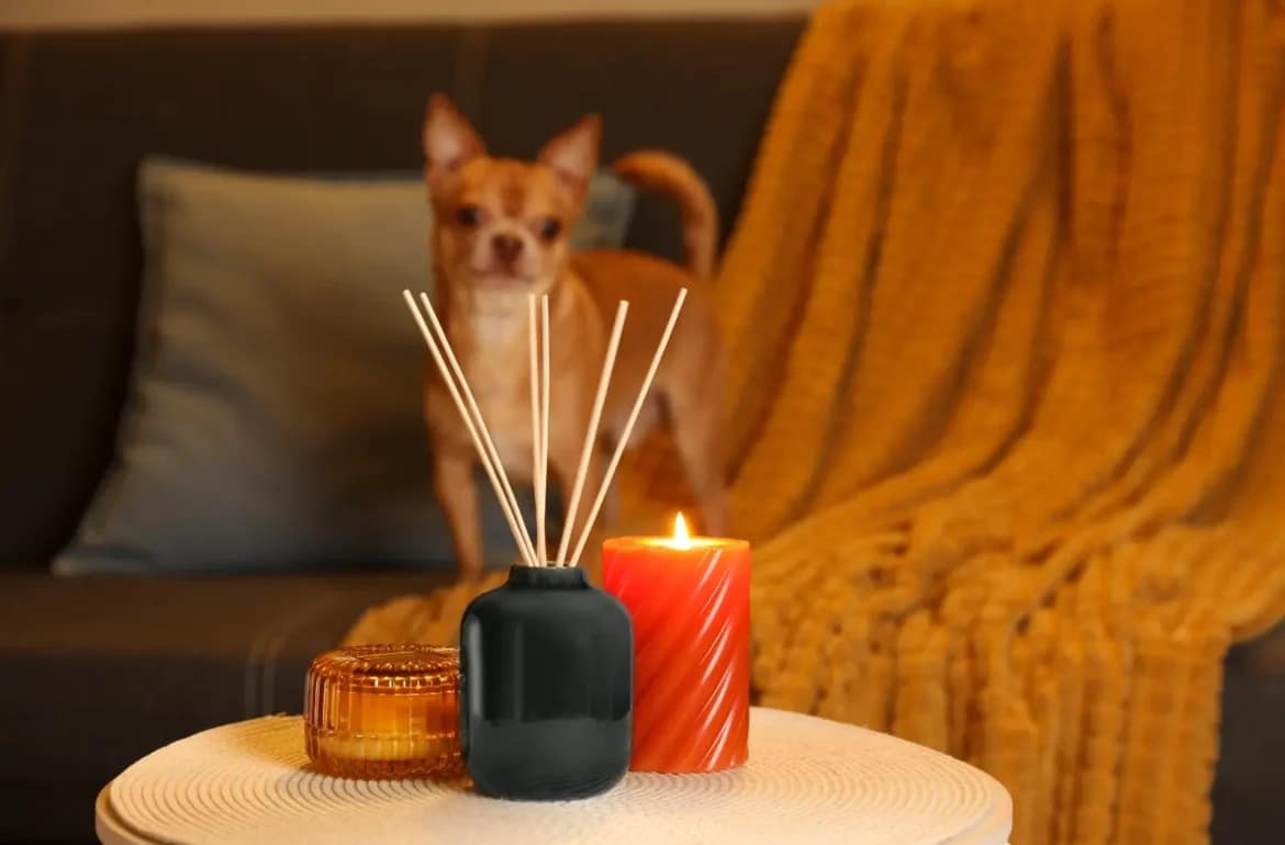 air freshener blog cover