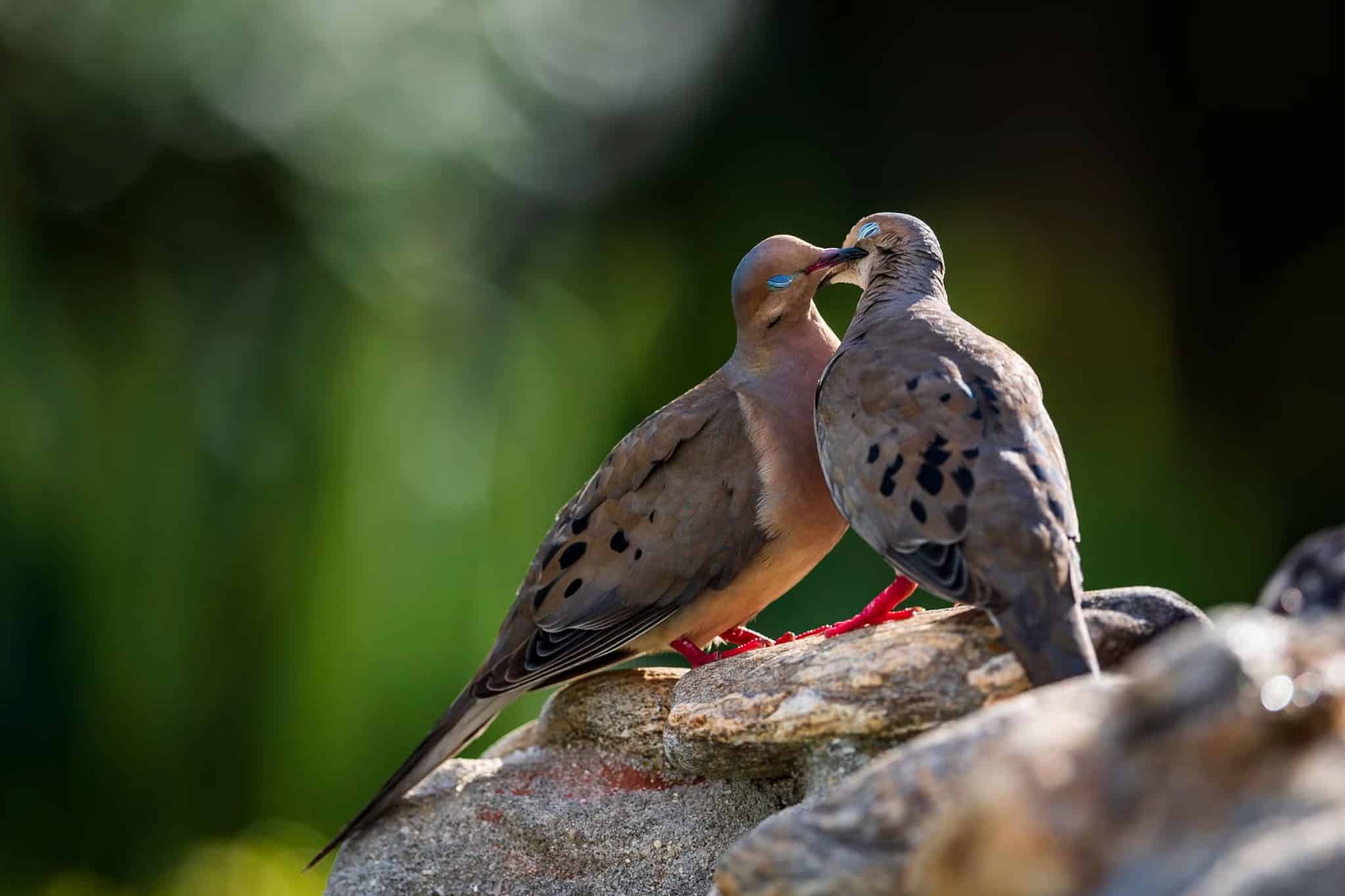 aud apa 2020 mourning dove p1 12652 9 nape photo douglas defelice 11zon 2048x1365 1
