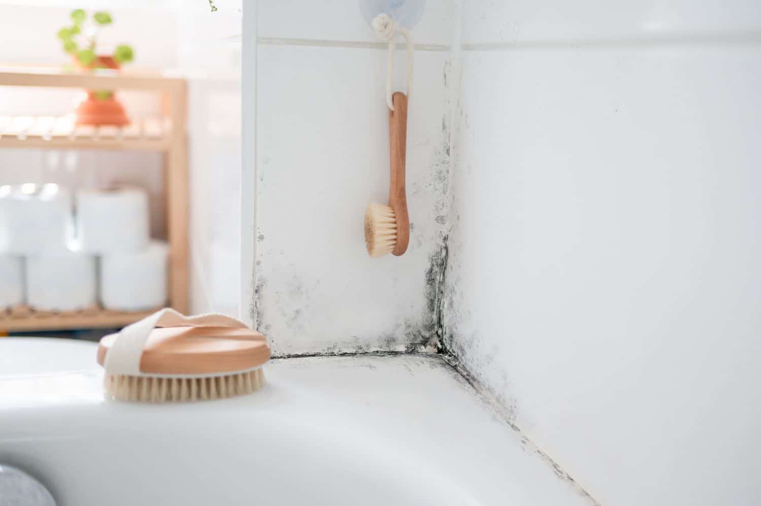 can you use vinegar to kill mold 5224348 hero 54a90f8dedd14d3f9227853a33a32970