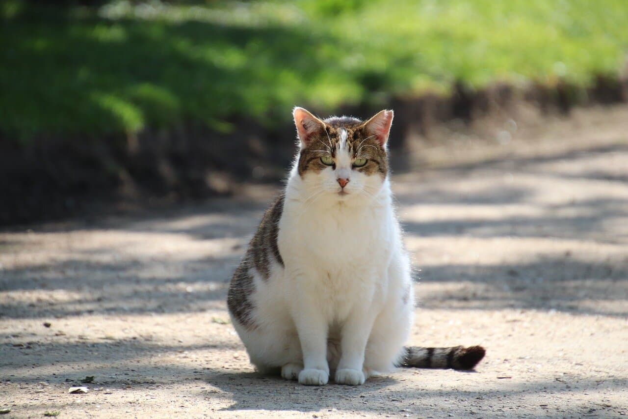 cat 4133445 1280