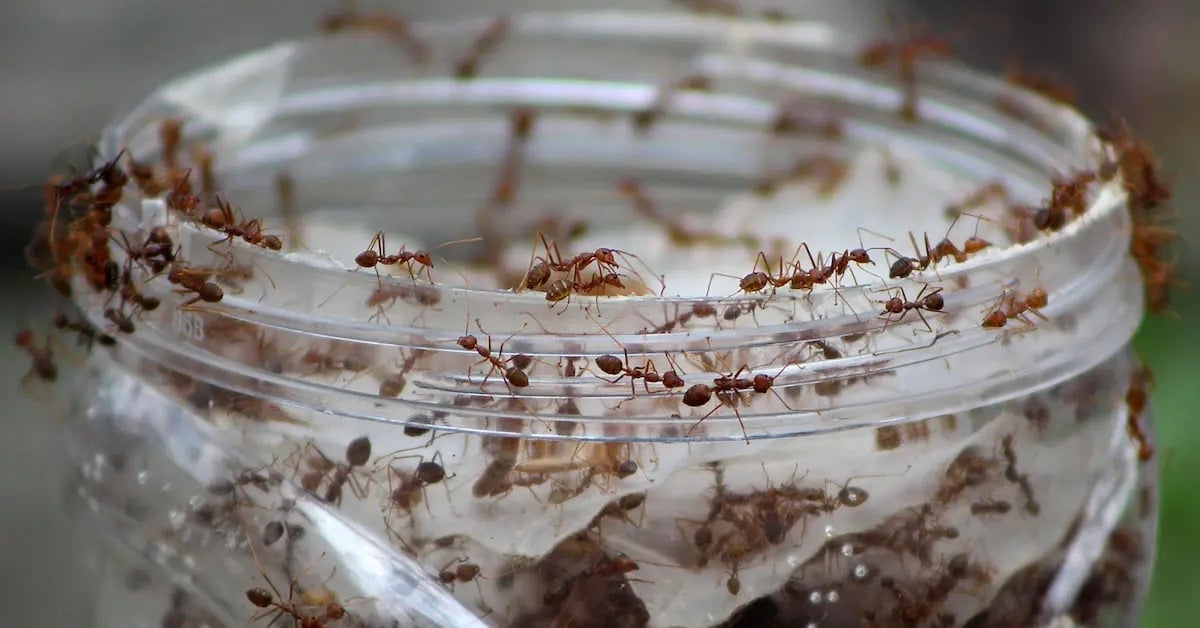 diy ant trap3 1621953599044 11zon