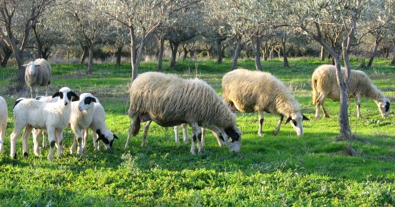 geoponos15