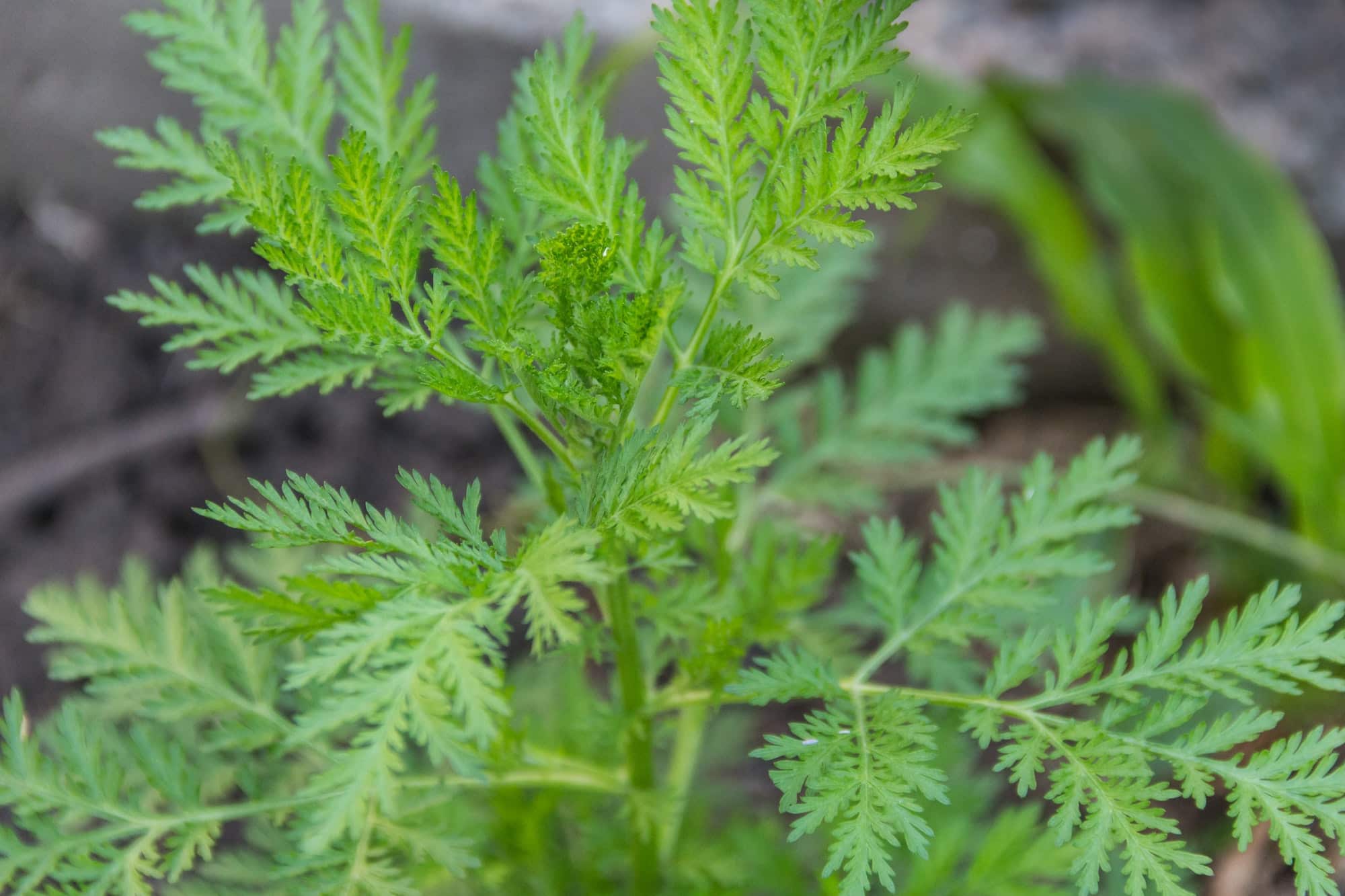 leaves and branches of mugwort annua or sweet wormwood that grows wild in the argentine mountains