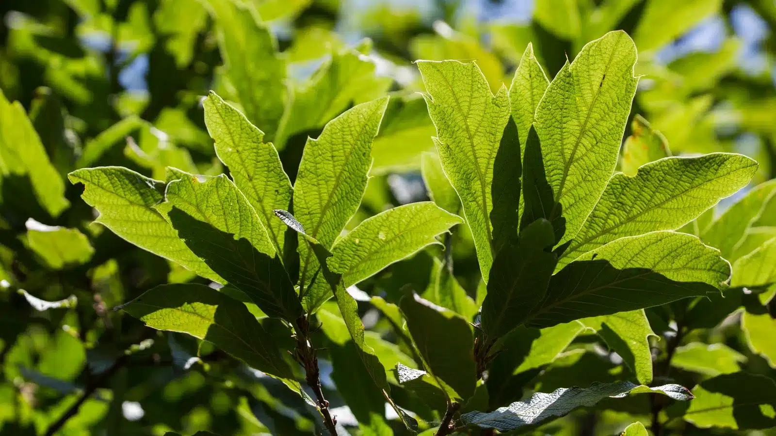 loquat oak detail 1920x1080 2020