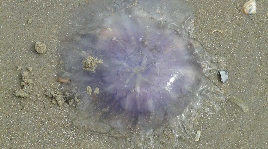 medousa thalassa
