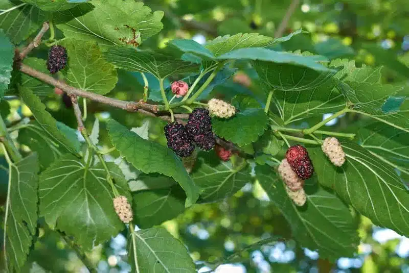 morus alba 11zon