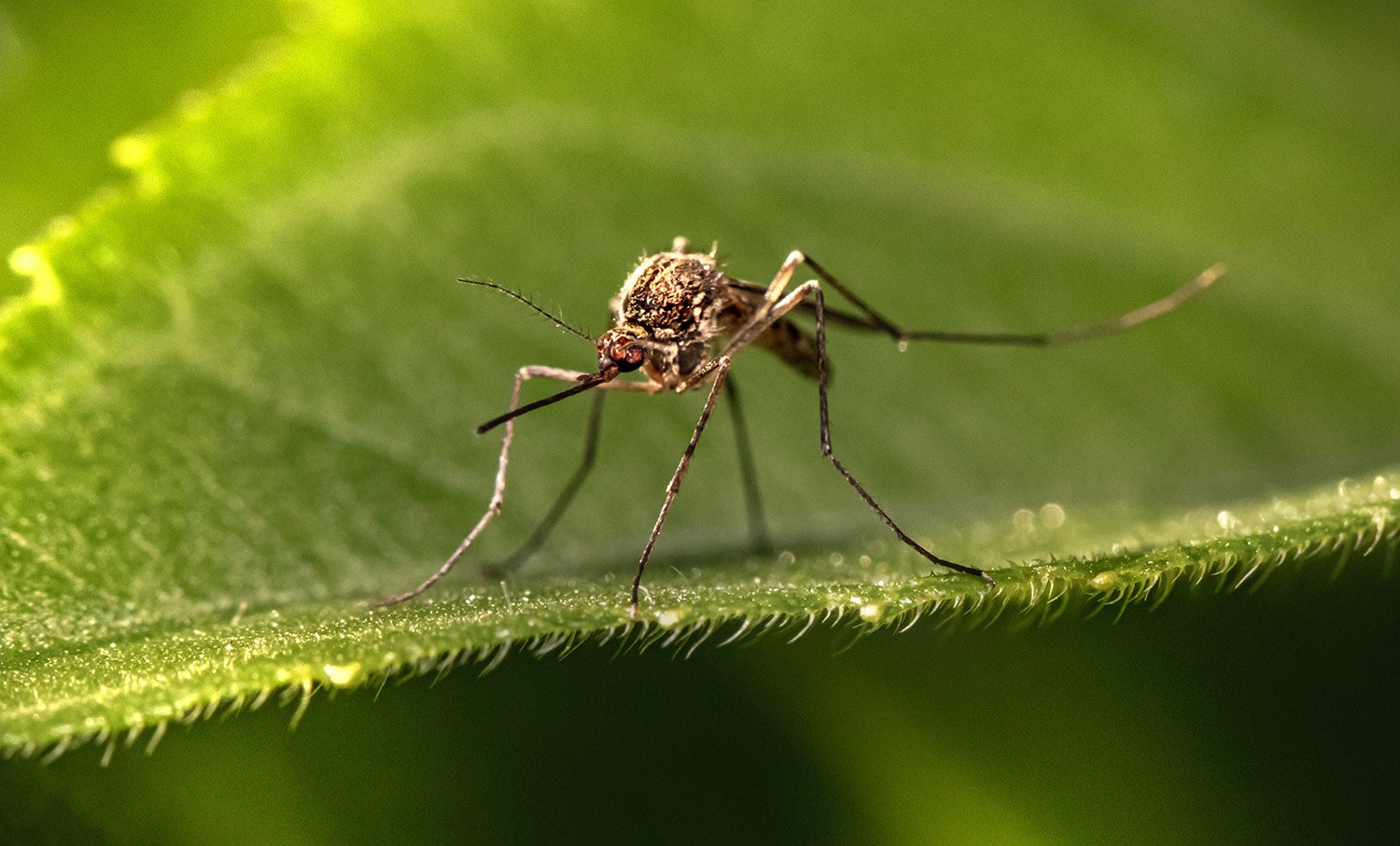 mosqutio featured