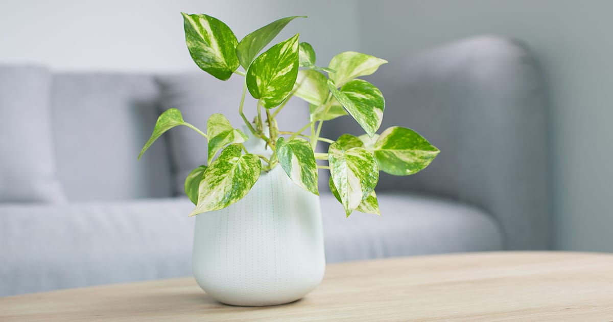 pothos fyto symvolismos