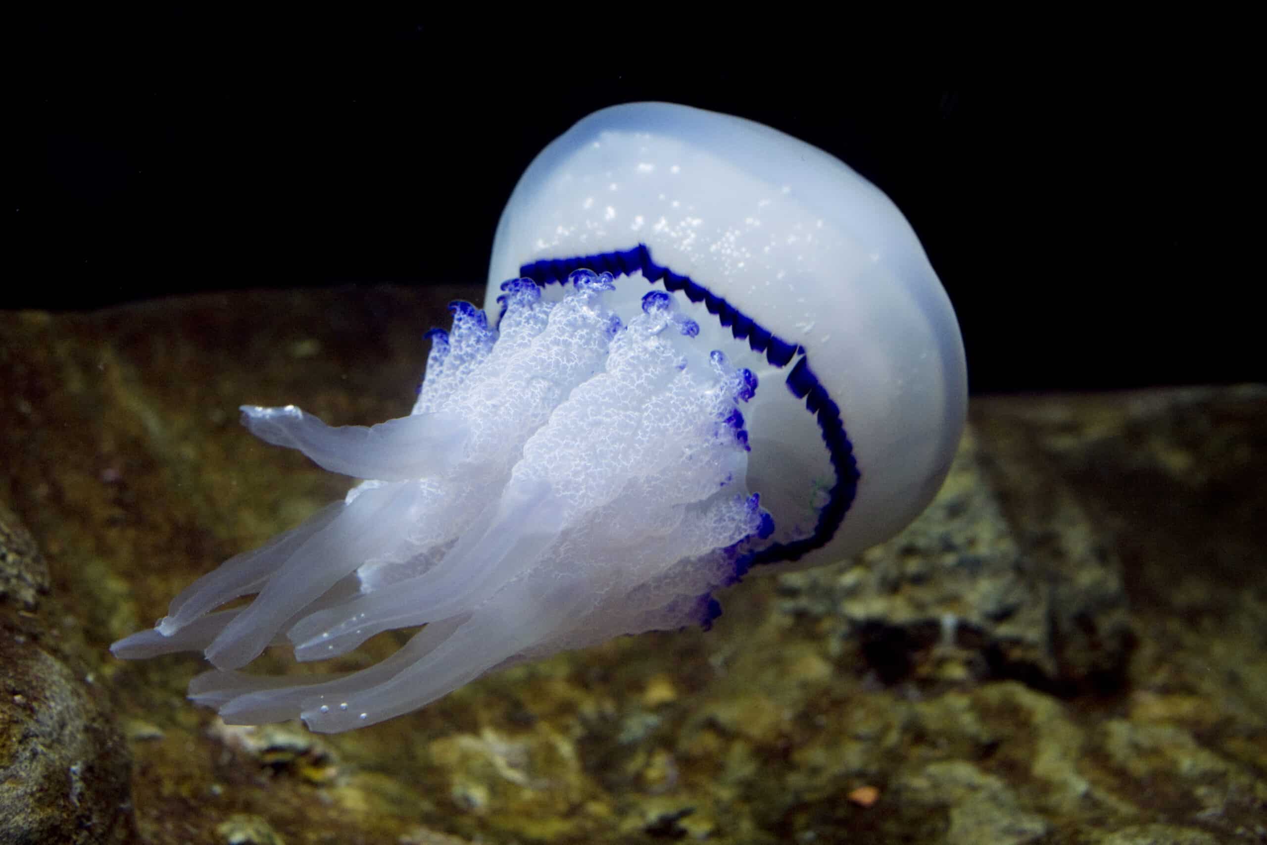 rhizostoma pulmo 2 scaled 1