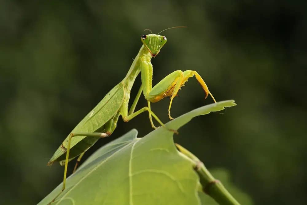 shutterstock 570547306.jpg 11zon