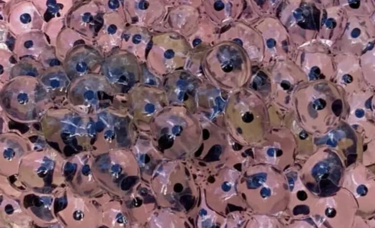 Αγρότης ανακαλύπτει παράξενα αυγά στο χωράφι του – οι ειδικοί δίνουν μια απροσδόκητη εξήγηση