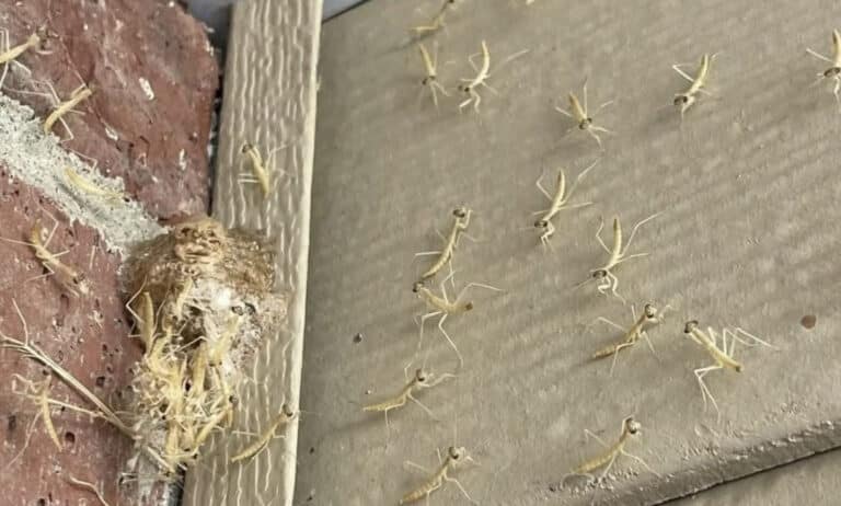 Μια φωλιά από αλογάκια της Παναγίας εκκολάφθηκε δίπλα στην εξώπορτά μου!