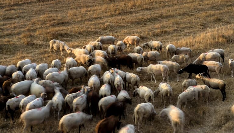 Φρικτός θάνατος για 27 πρόβατα σε ελληνικό νησί – Τα άφησαν να πεθάνουν από τη δίψα