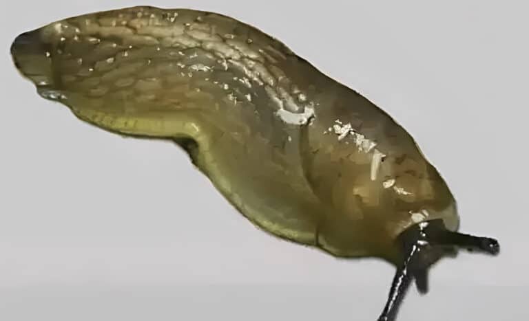 Όταν ένας γuμνοσάλιαγκας επισκέπτεται το σπίτι σας, σημαίνει ότι έχετε…