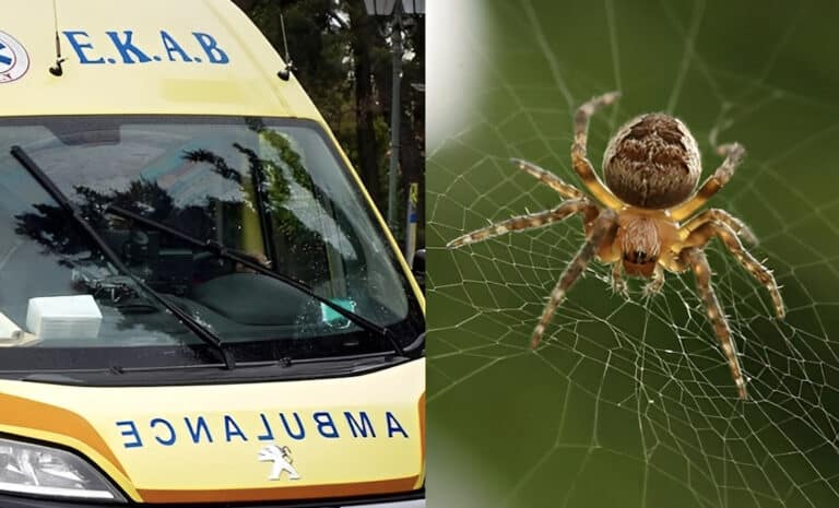 Τσίμπημα αράχνης έστειλε στο νοσοκομείο γυναίκα