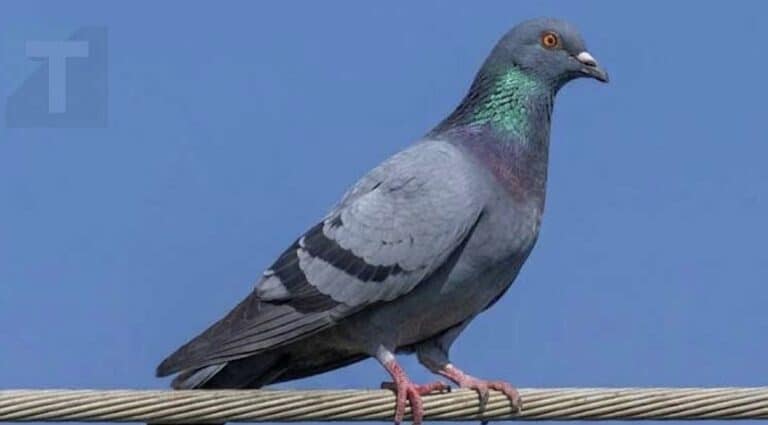 Περιστέρι κοντά στο σπίτι: Η σημασία και οι λόγοι που έρχεται