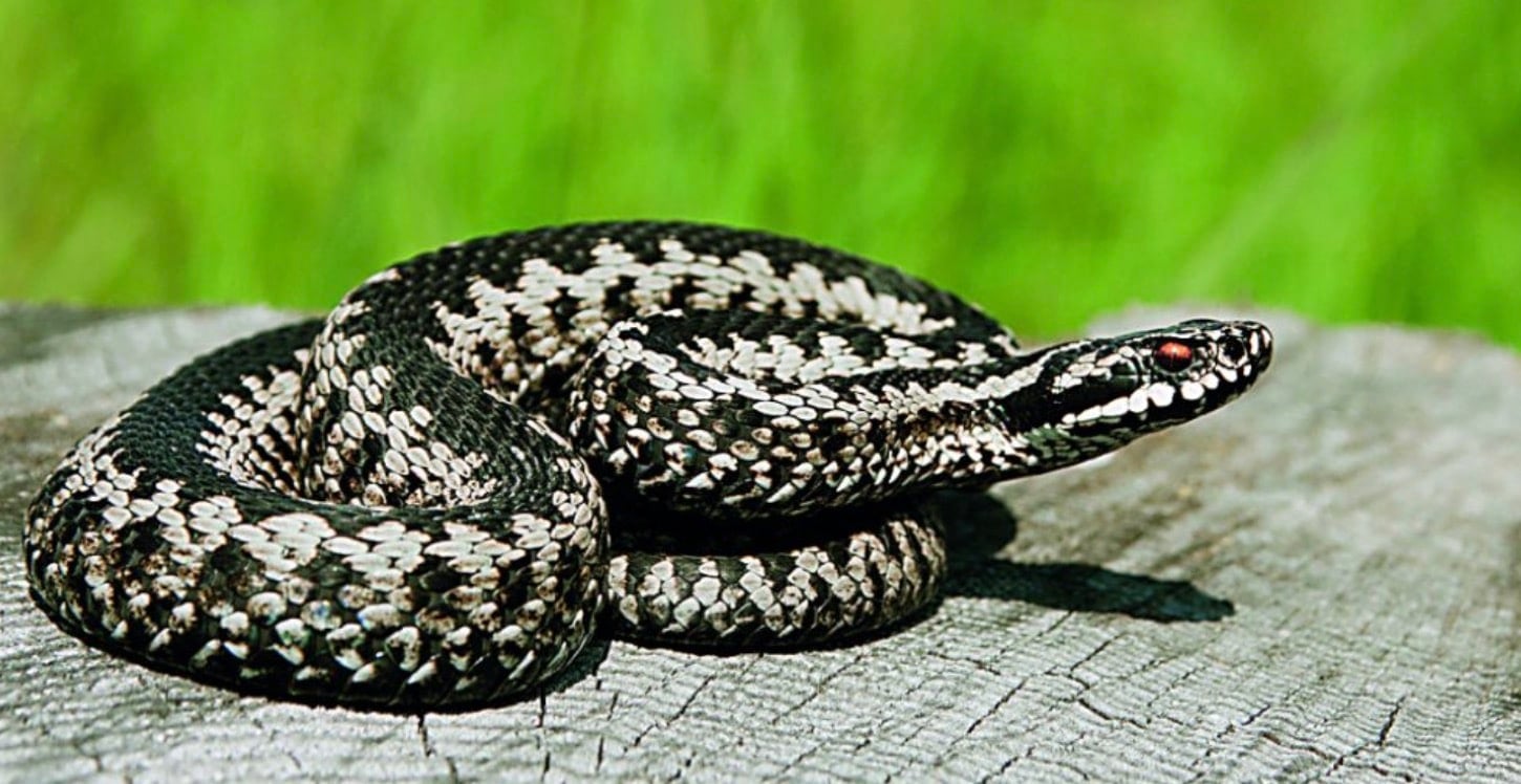 stigmiotypo othonis 2026 04 23 02.40.52