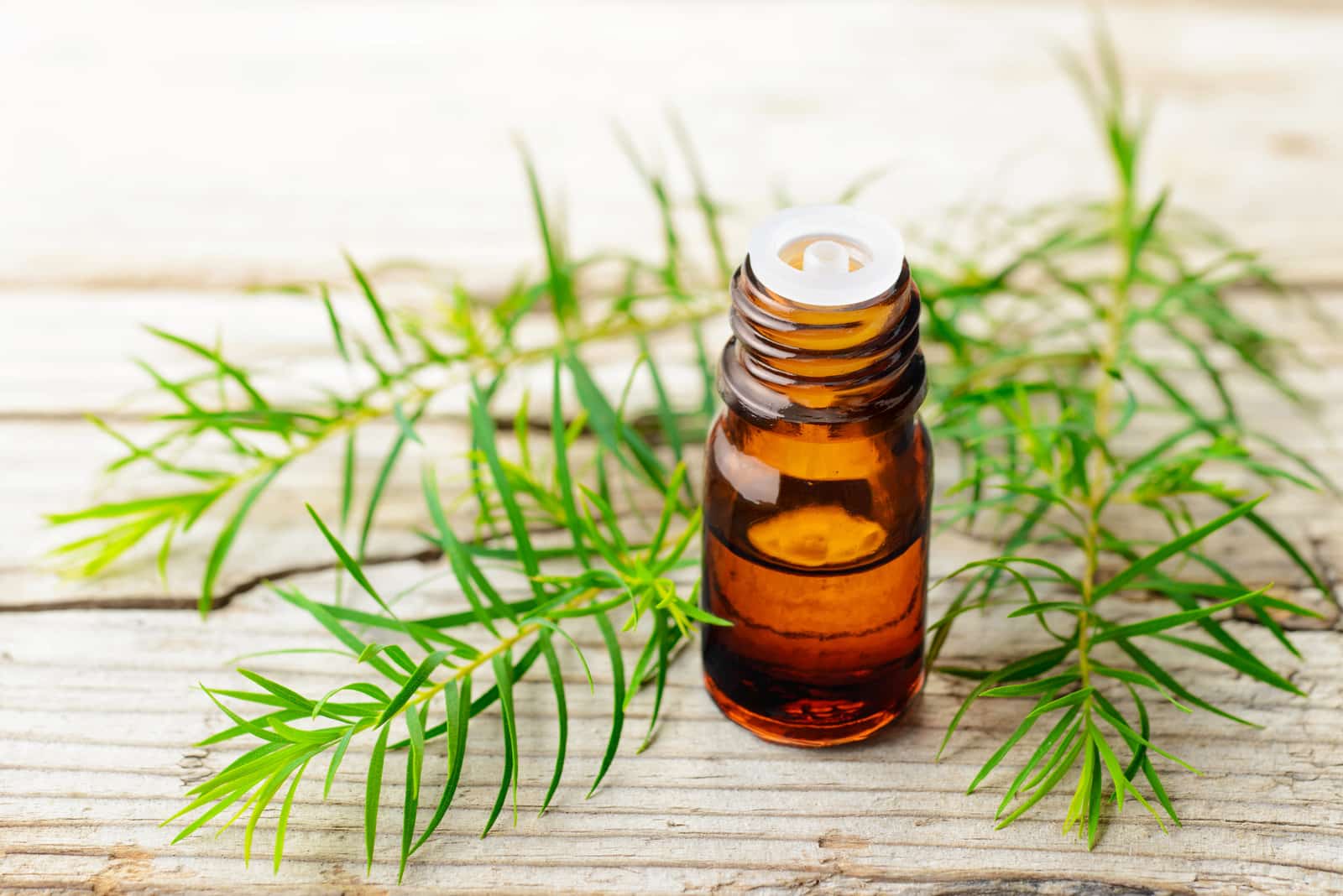 tea tree