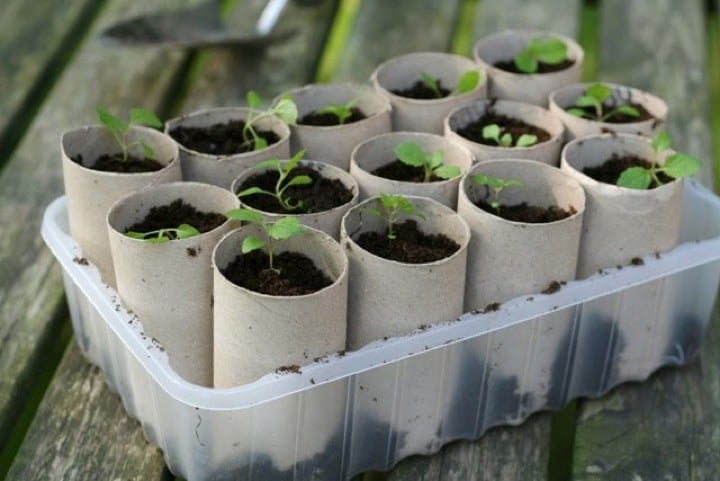 toiletpaperseedlings