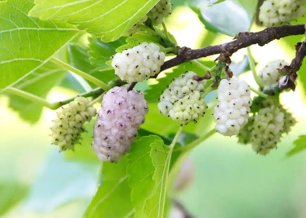 white mulberry 11zon 1024x731 1