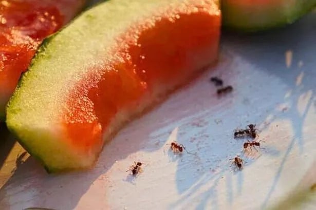 0 picture of ants at a picnic