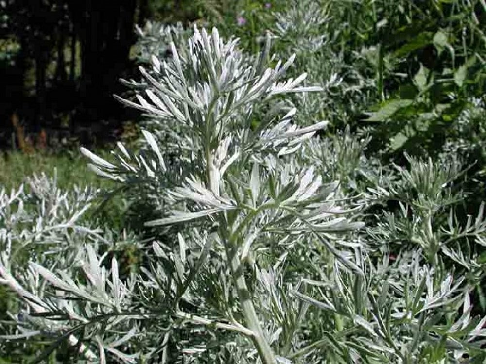 1352225369 artemisia apsithia artemisia absinthium 5