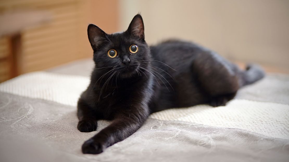 191026120622 03 black cat