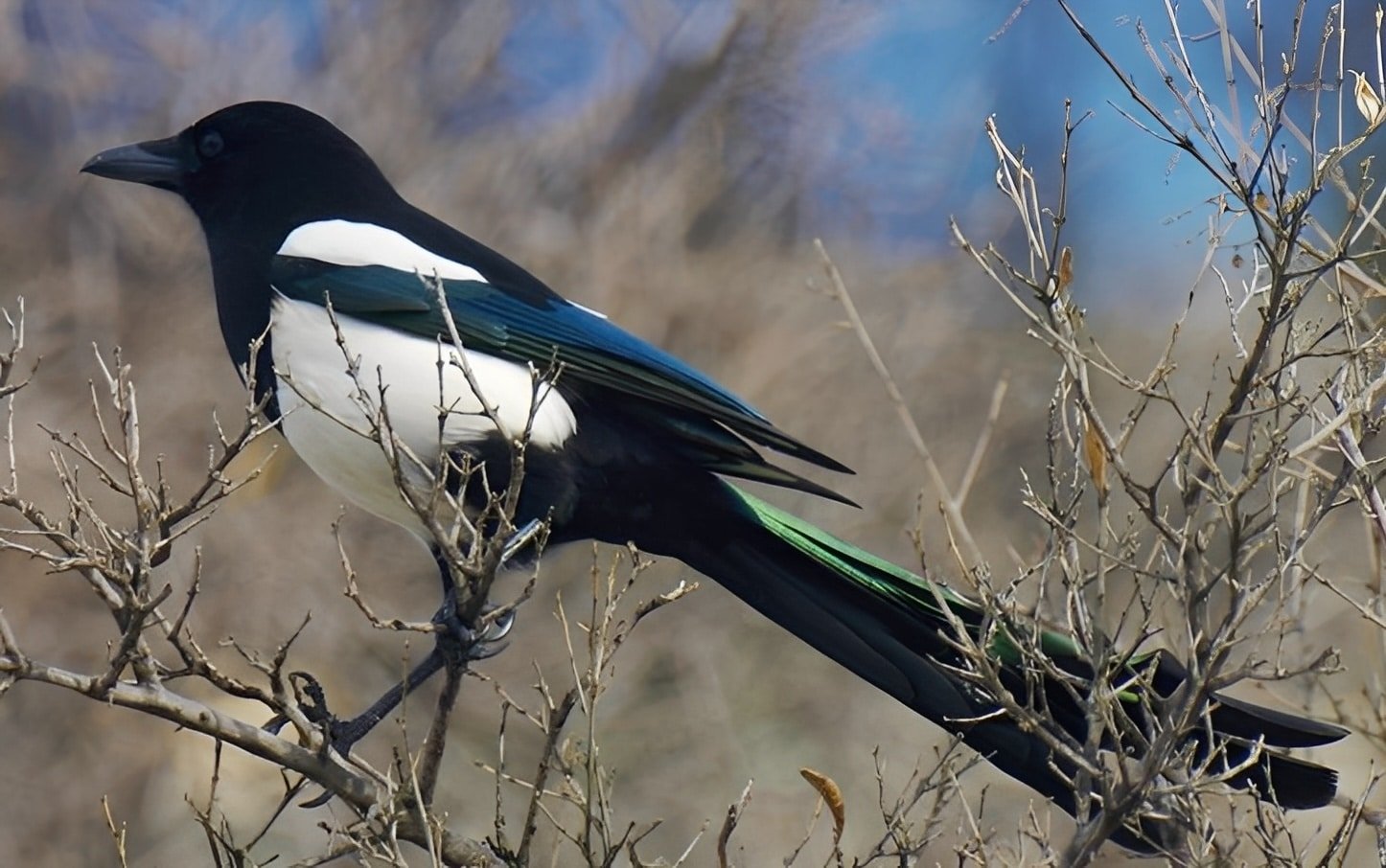 Καρακάξα στο σπίτι σας: Να τι σημαίνει - Η σημασία της επίσκεψης 1 3333 12