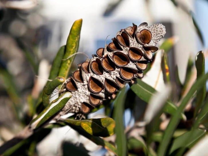 banksia 11zon