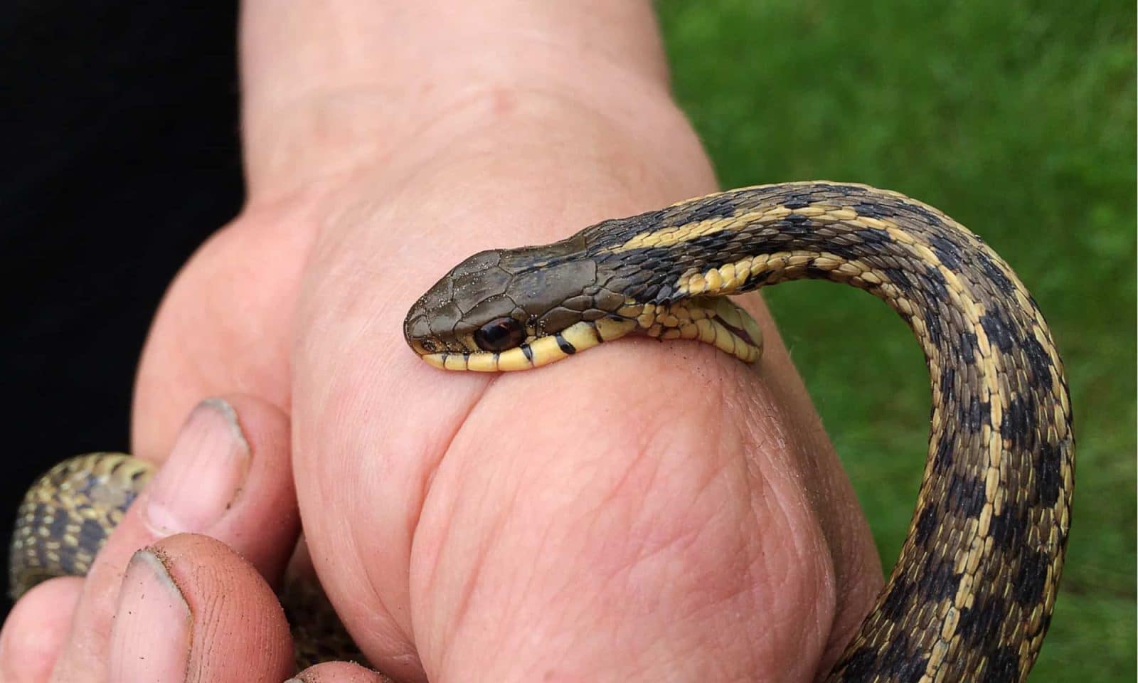 bit by a snake header 1600x960 1