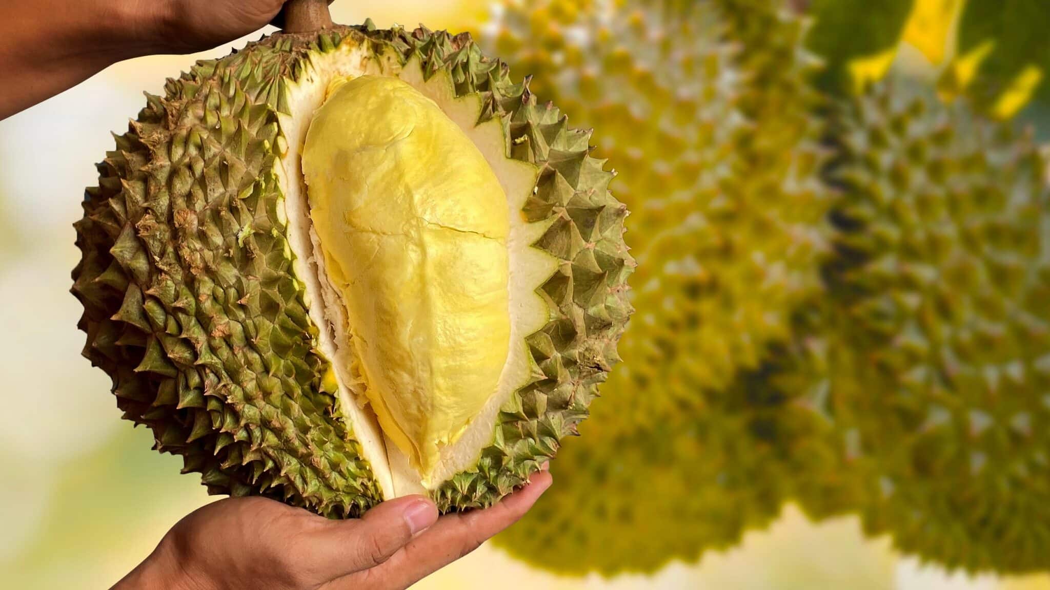 durian abelokipoi 1anoigma 2048x1152 1