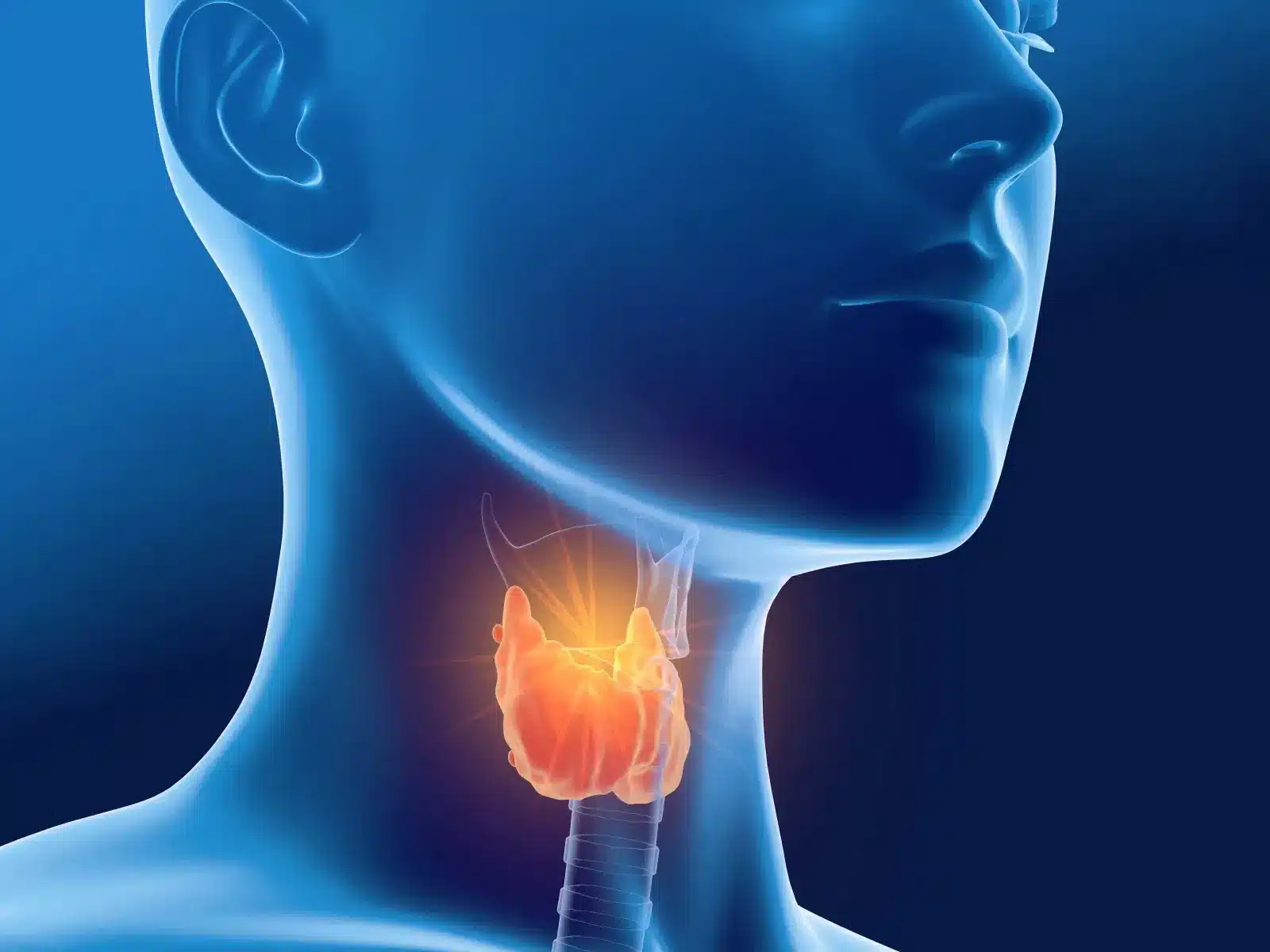 la glande thyroide qui se situe