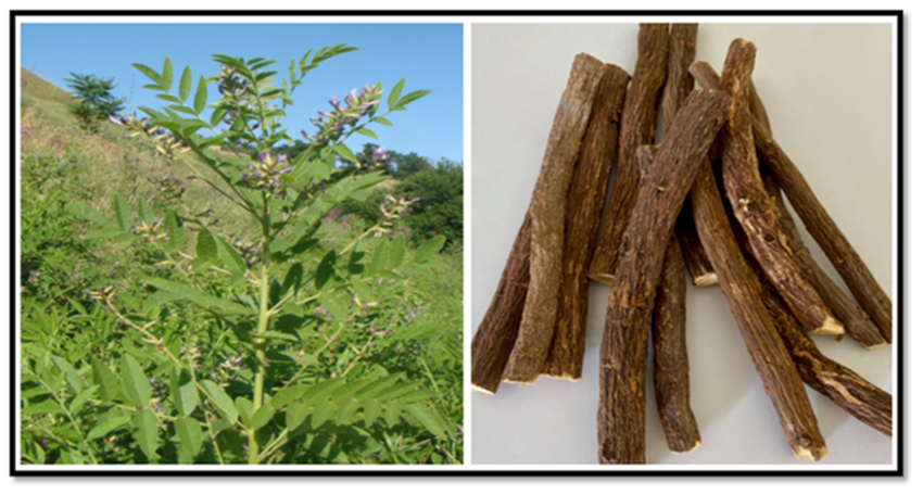 licorice plant left and its root right
