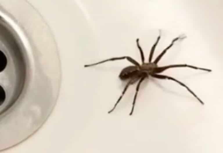 Αν παρατηρήσετε την παρουσία αραχνών στο σπίτι σας, αυτό σημαίνει ότι…