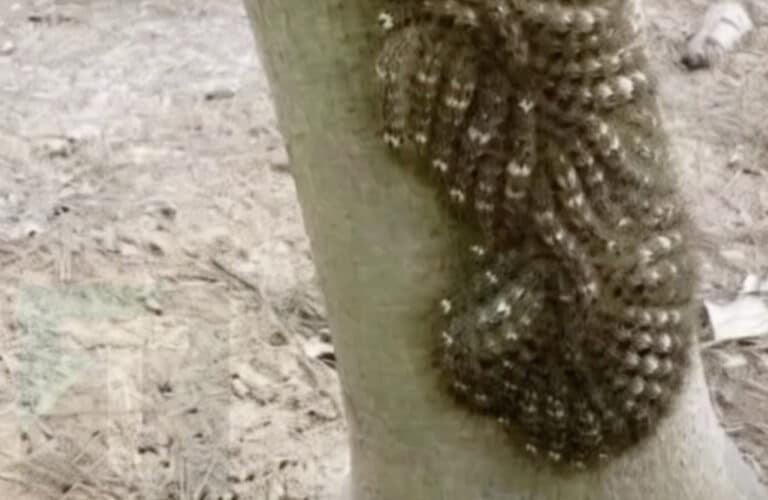 Τι πήγε σχεδόν να αγγίξει η κόρη μου και θα μπορούσε να της κοστίσει τη ζωή: Μην αγνοείτε ποτέ αυτό το σημάδι στη φύση.