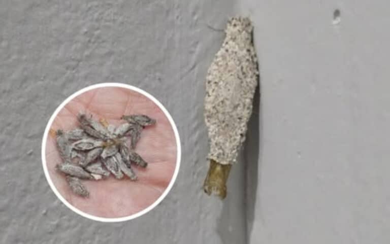 Πάντα να ελέγχετε τακτικά τους τοίχους του σπιτιού σας για αυτά τα έντομα