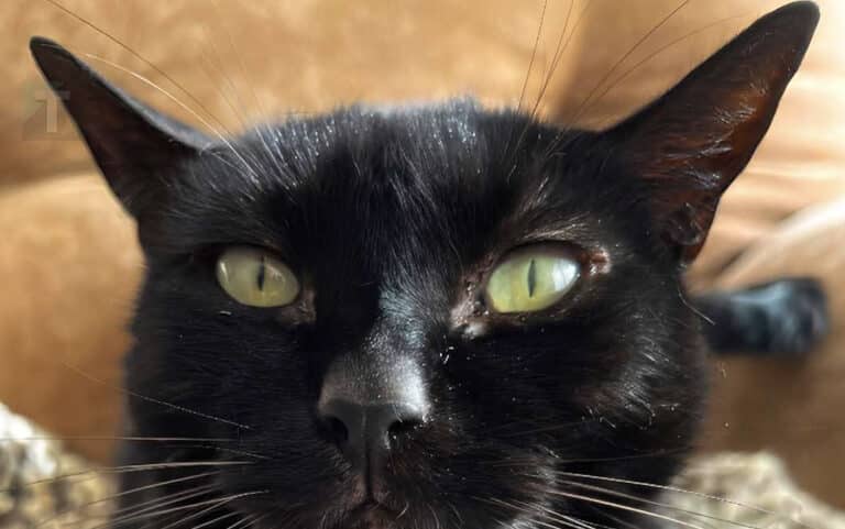 Δεισιδαιμονίες γύρω από τη μαύρη γάτα: ανάμεσα σε μύθους και πεποιθήσεις